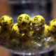 Eurojackpotspelare i Bollnäs tog hem 2,8 miljoner